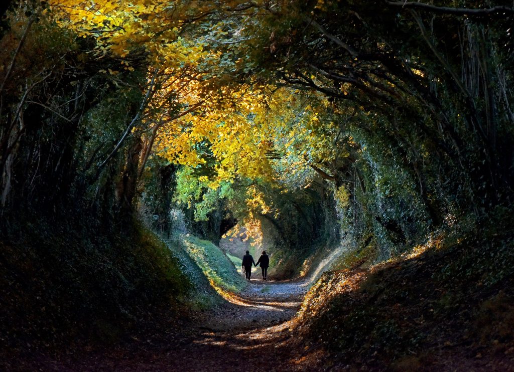 Tree lined "tunnel" in the English countryside of West Sussex in autumn