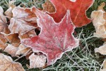 A frosted leaf on frosted grass.